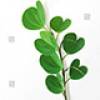 Eucalyptus 2 +$10.00