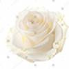 Flower 2 +$10.00