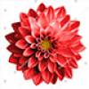 Tulip 1 +$10.00