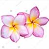 Tulip 2 +$15.00